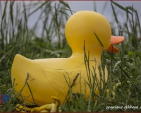 TSR Watermark - 0303